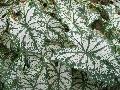 White Christmas Caladium / Caladium bicolor 